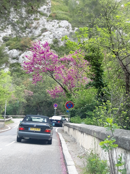 Cliquez sur l'image pour la voir en taille réelle 

Nom : 		SteBaume_arbres de Judée.jpg 
Affichages :	1 
Taille :		423,4 Ko 
ID : 			432722